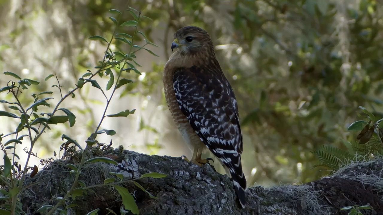 Die Wildnis der USA Vier Jahreszeiten Staffel 1 Folge 2 HD Deutsch