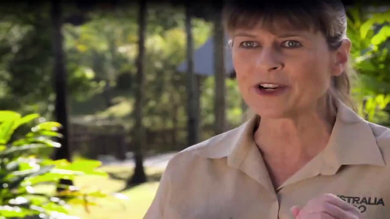 Die Irwins - Crocodile Hunter Family Staffel 1 Folge 10 HD Deutsch