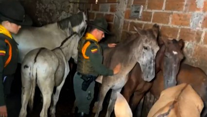 Desmantelan matadero clandestino en Medellín