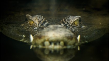 Did crocodiles really invade a beach and terrorize the local population?