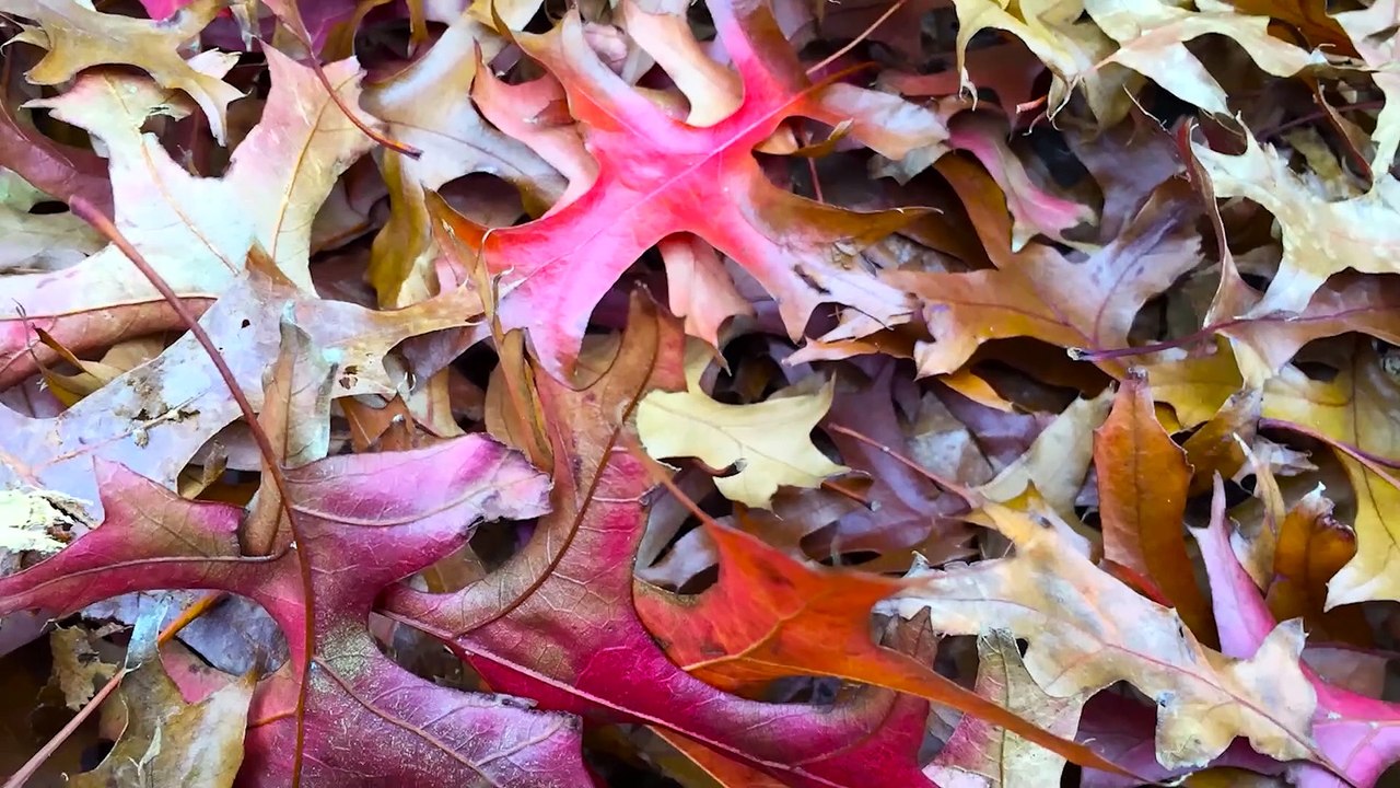 Get Ready for Fall With This Easy and Free Art Project for Kids
