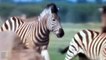 Strong Zebra! Powerful Mother Zebra Come To Rescue Poor Baby Zebra Escapes Lion - Elephant Vs Dogs