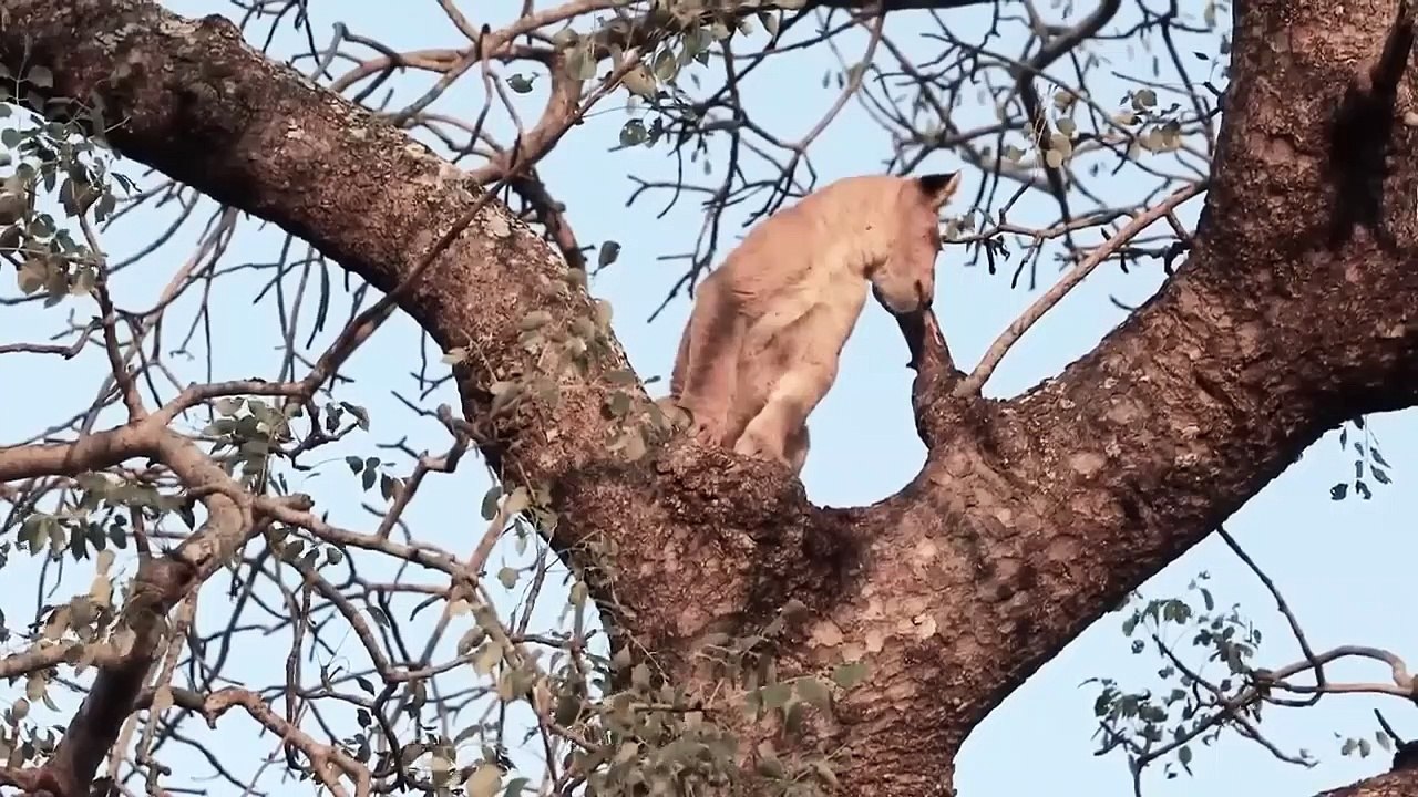 Tree Fight ! Evil Lion Steal Baby Baboon ►Lion Jumps On The Tree To Attack Monkey