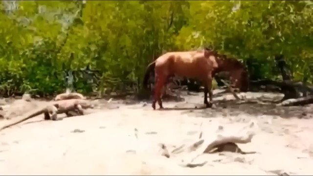 Buffalo Gang Attacks Lion Gang ! Crazy Buffalo vs Lion Fight! Lion Attacks Newborn Buffalo