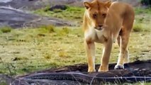 TERRIBLE! LION SCRATCHES GIANT PYTHON►LION Vs BUFFALO►Craziest Animal Fights Caught On Camera!