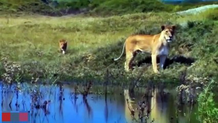 Buffalo Too Angry Destroy The Strongest Lion In African►The Lion And The Buffalo Have No End