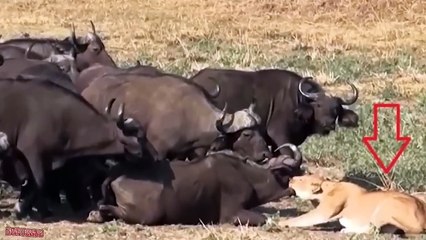 EXTREMELY RARE!!! Buffalo Beat The LION KING To Save The Baby