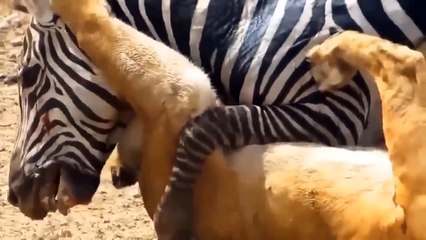 Lion Kill Zebra Baby Is Spectacularly Defeated By Zebra Mother