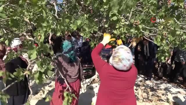 Diyarbakır haber: Geçen yıl 816 ton fıstık elde edilen Diyarbakır'da yeni mahsulün hasadına başlandı- Geçen yıl 14 bin 500 dekarda 816 ton f...