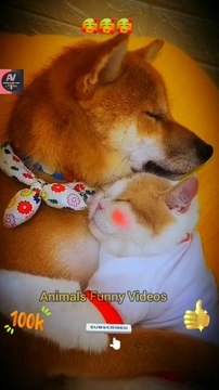 Sweet Moments Between Dog And Cat Videos _ Amazing Dog Cat Animal Shorts _ Cute Animals Yt #shorts
