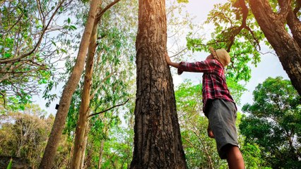 What Is the biggest tree in the world_ MYSTERY SCIENCE