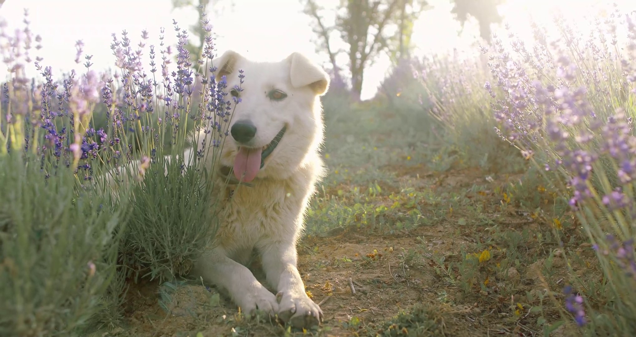 ⁣cute dog playing || dog lovers