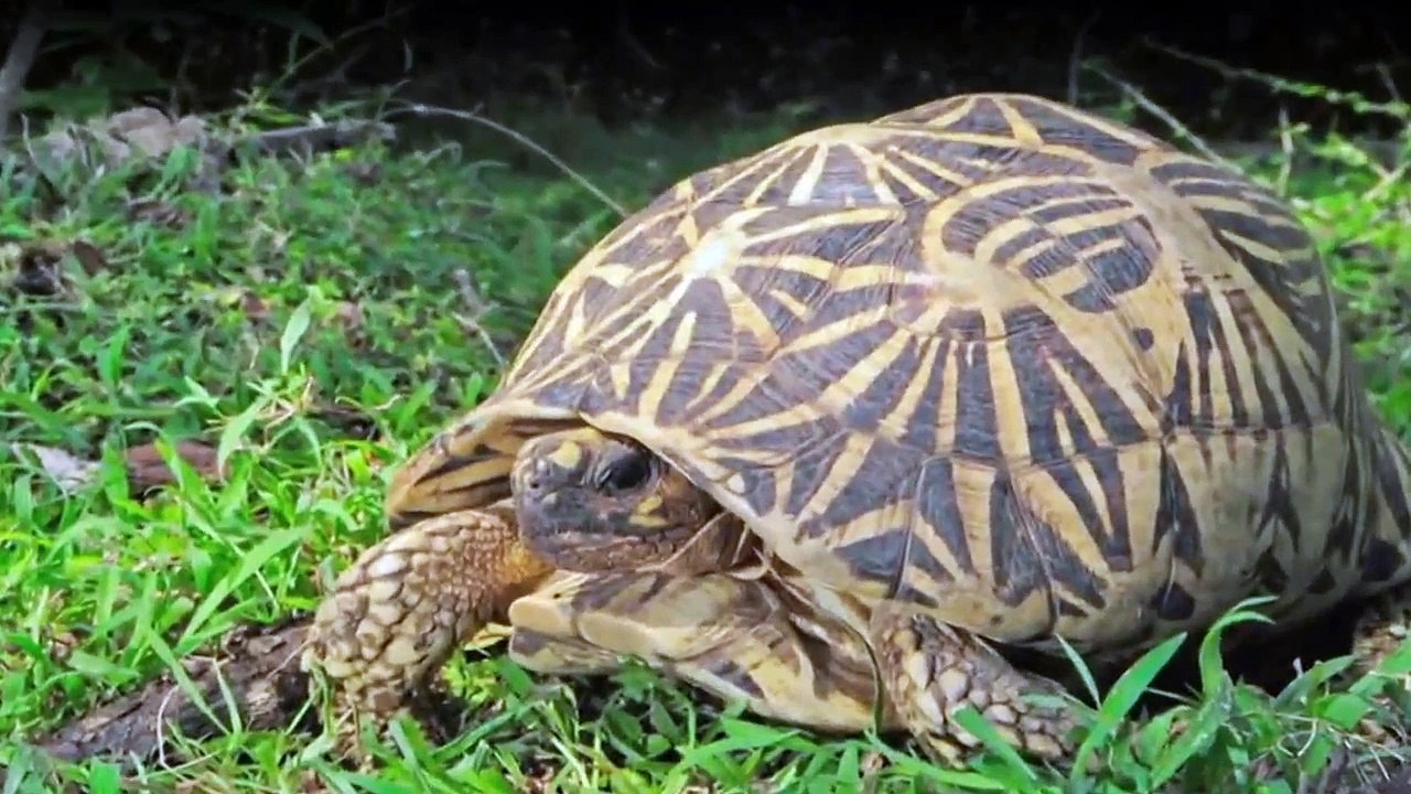 Die Irwins - Crocodile Hunter Family Staffel 1 Folge 2 HD Deutsch