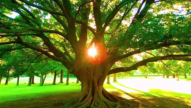 Relaxing Birds and Trees Sounds