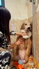 My dog  taking full cleaning shower