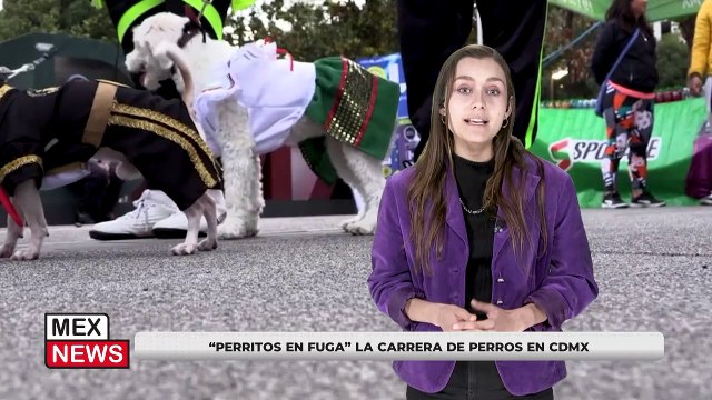 PERRITOS EN FUGA LA CARRERA DE PERROS EN CDMX