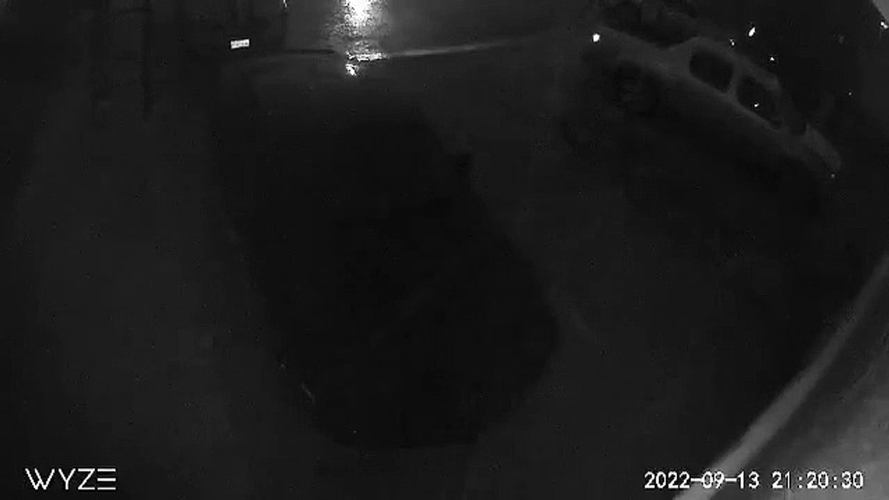 Palmera cae en automóvil