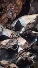 Palmera impactada por un rayo
