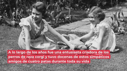 Download Video: ¡Ya tienen nuevo hogar! Esto pasará con los queridos corgis de la reina Isabel II