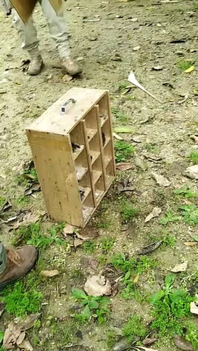 Pássaros silvestres caçados voltam para a natureza em SC, assista ao vídeo