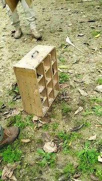 Pássaros silvestres caçados voltam para a natureza em SC, assista ao vídeo