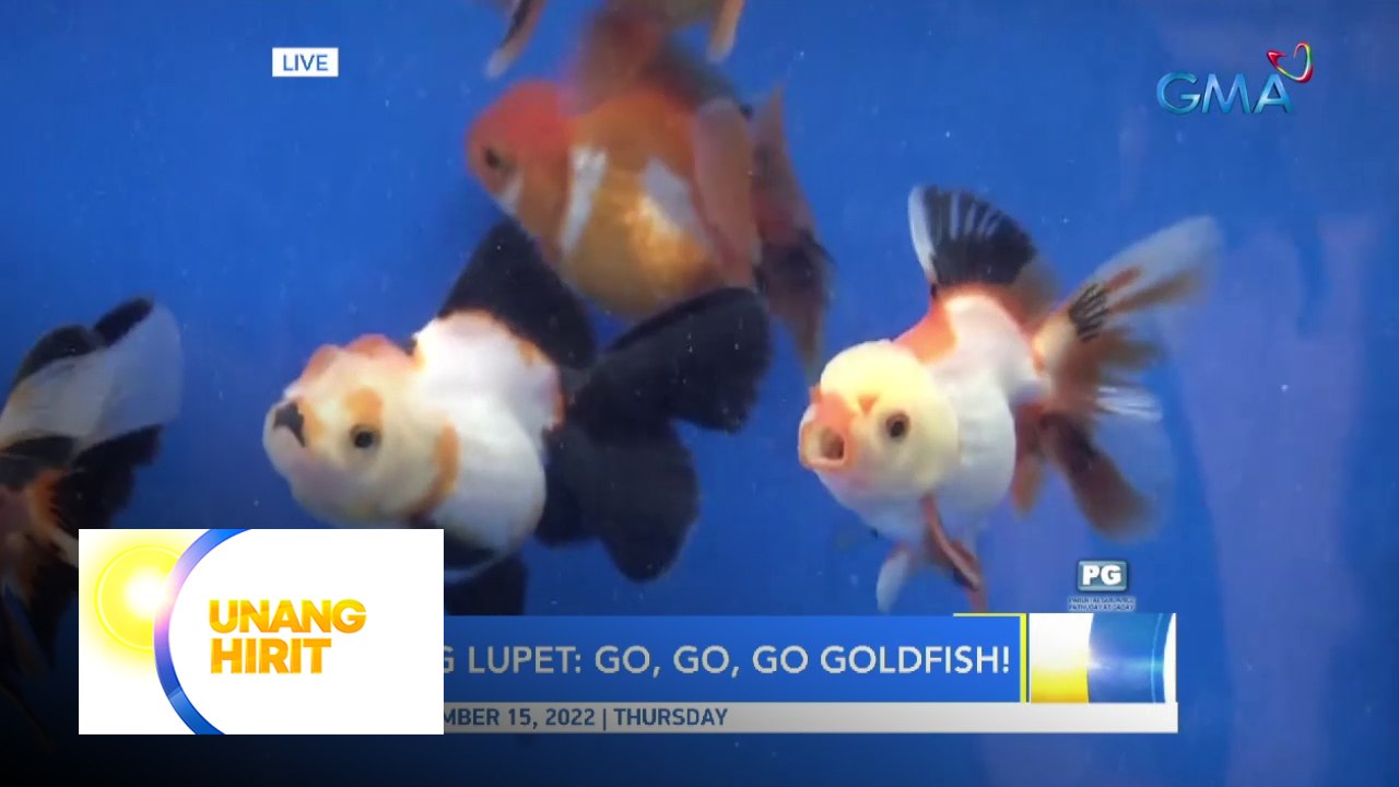 Go, go, go goldfish! Tagisan ng goldfish, LIVE...