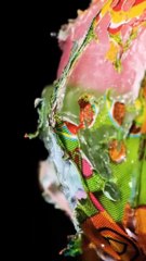 Lolli pop Micro scoping react #Short