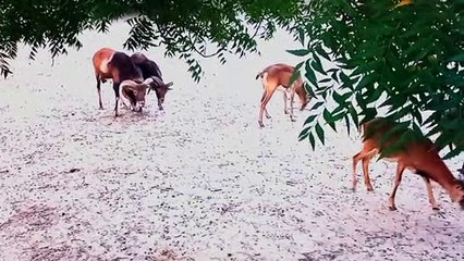 Beautiful Big Horn Sheeps with Relaxation music for stress relife