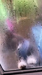 Clancy Asks to Be Let In