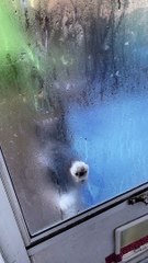 Clancy Asks to Be Let In