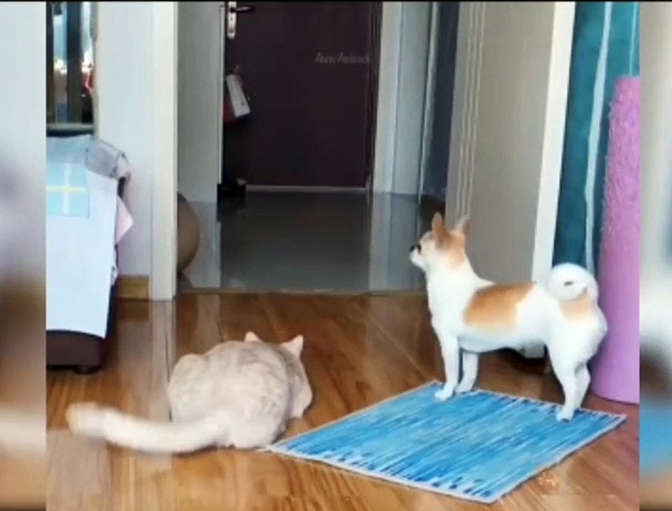 kid's masti- funny videos#10||cats and dogs masti karte hua