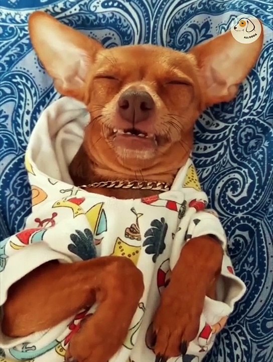 Attack Of The Funny Dogs  The Best Videos About Dogs Part-13
