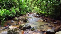 Amazon 4k - The World’s Largest Tropical Rainforest _ Jungle Sounds _ Scenic Relaxation Film ( 720 X 1280 )