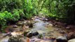 Amazon 4k - The World’s Largest Tropical Rainforest _ Jungle Sounds _ Scenic Relaxation Film ( 720 X 1280 )