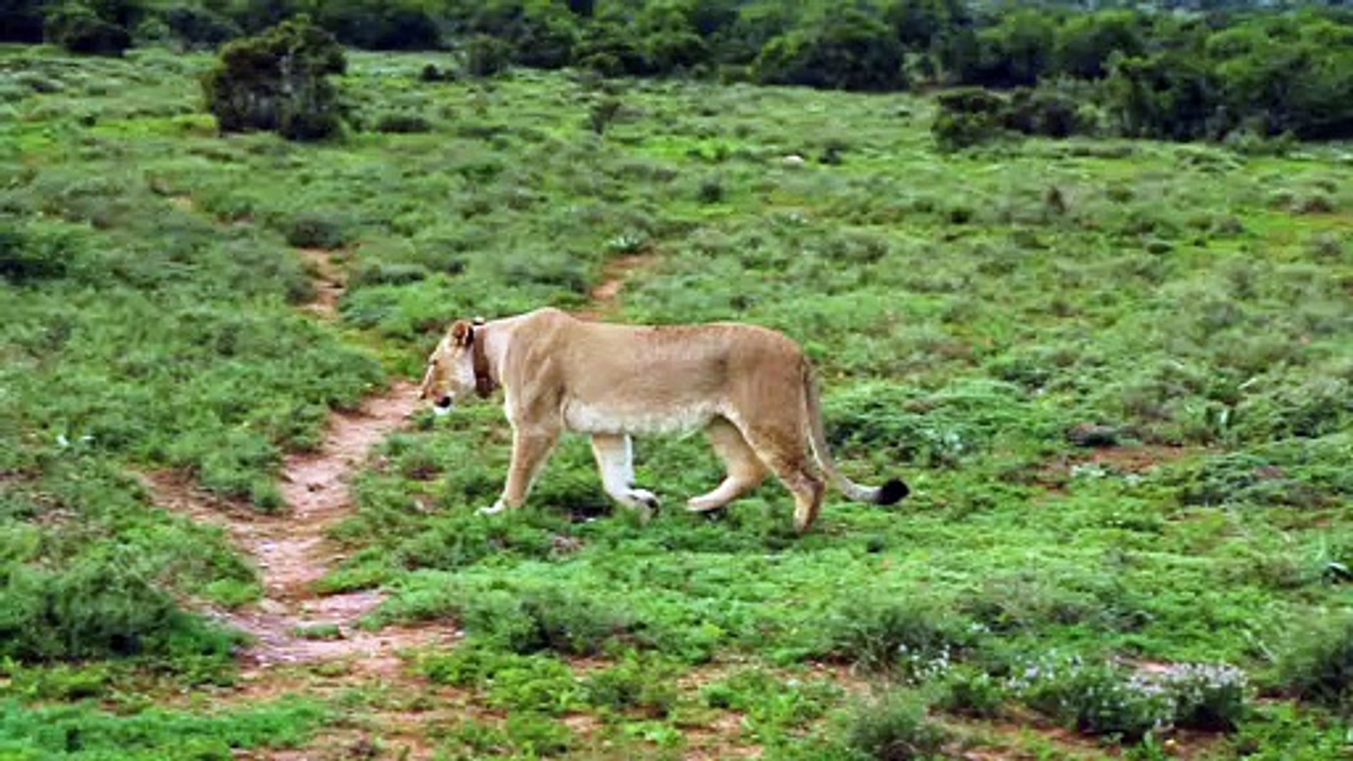 Lion Video 4k video hunting Animal