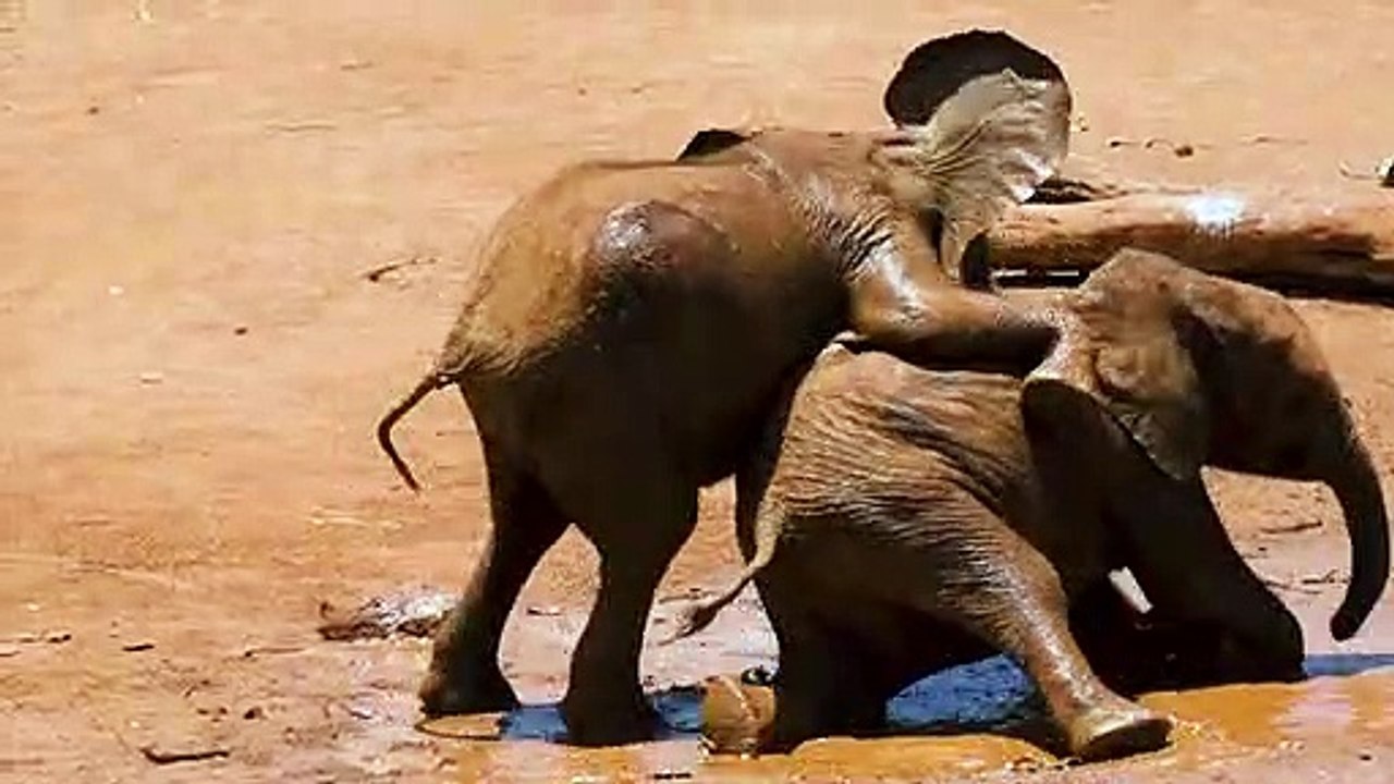 Elephant video II 4K Video