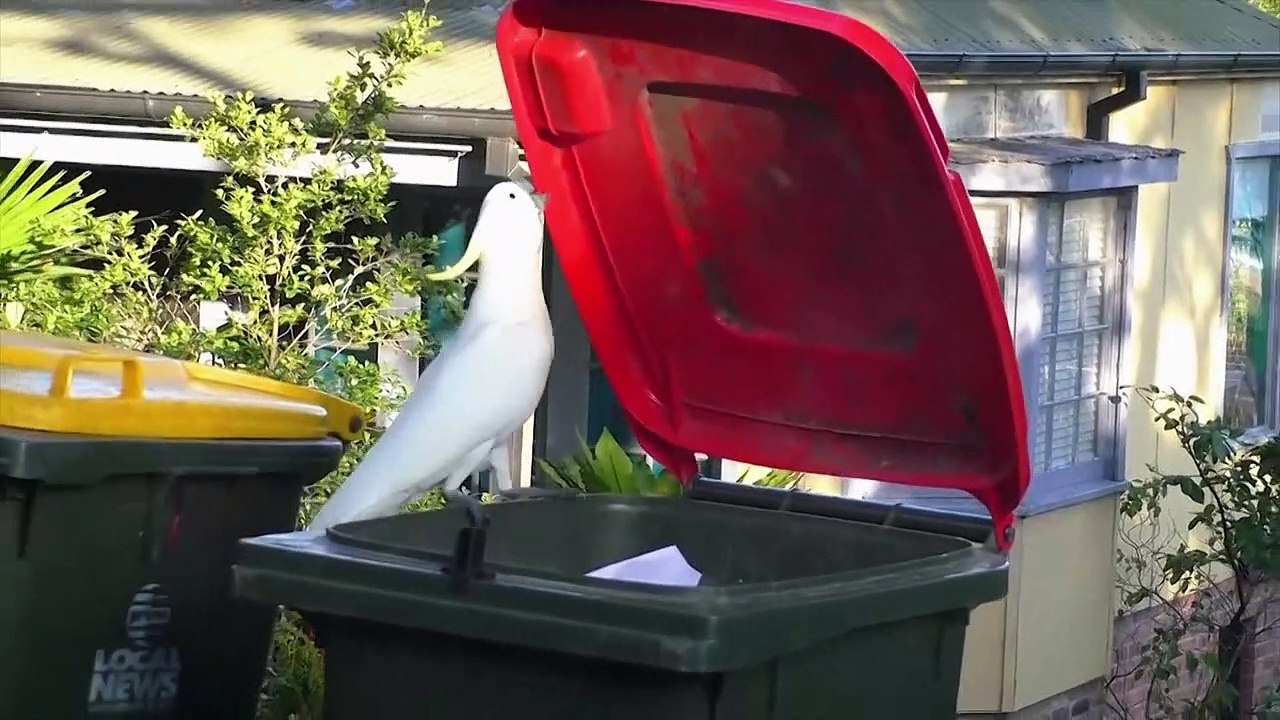 Kakadu oder Mensch? Kampf um Australiens Mülltonnen