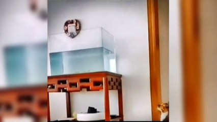 FUNNY CAT MEMES COMPILATION OF 2022 PART 8