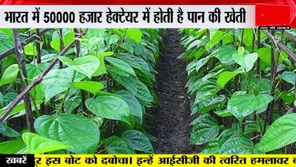 Betel Leaf : प्राचीन काल से होती आ रही है पान की खेती