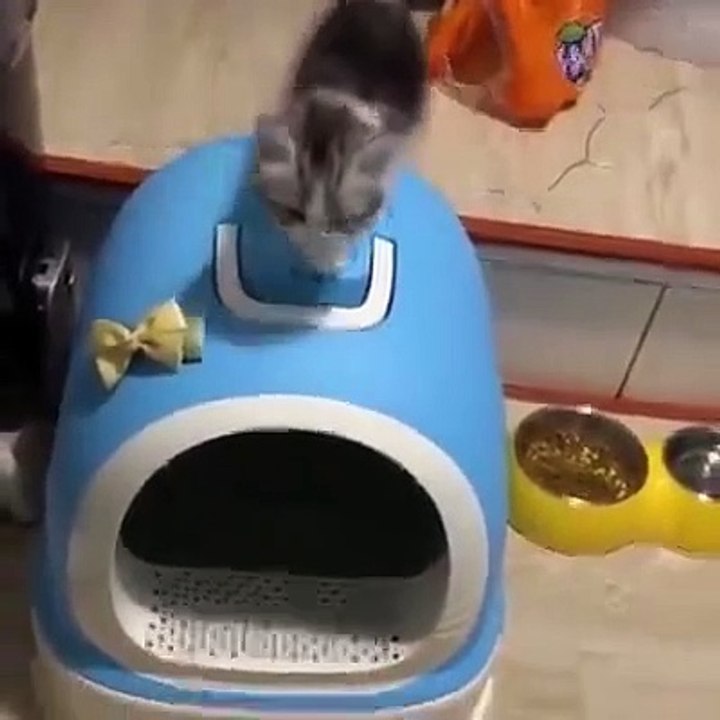 Ekspresi Kucing Yang Lucu