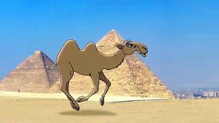 Camel animation 360 x 640