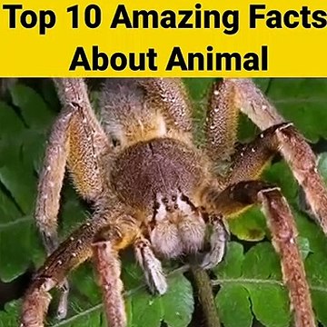 Jke, Facts About Animals | Amazing facts | Random Facts#Shorts#Short #YoutubeShorts#Anandfacts