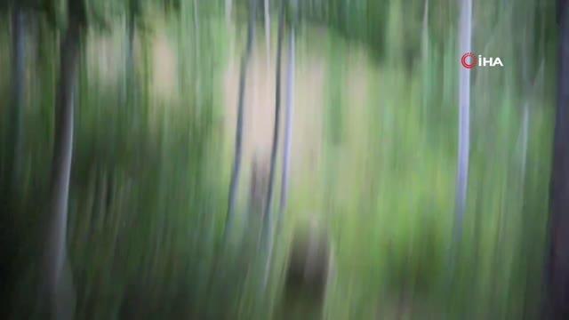 Nemrut kraterindeki ayılar aç kalınca insanlara saldırdı