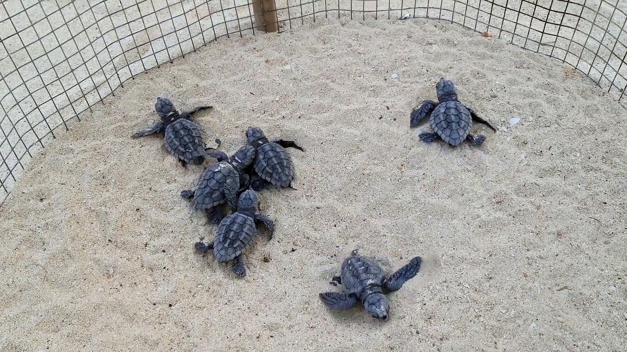 Lampedusa, nate 499 tartarughe Caretta caretta: dalla schiusa in spiaggia all'incontro con il mare