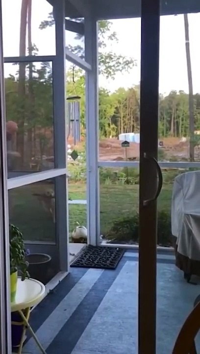 TOP 3 Funniest DOG Video, Dog Lovers