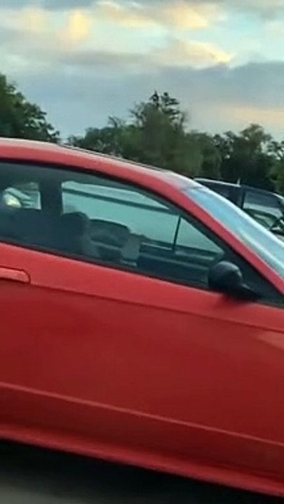 TOP 3 Funniest DOG Video, Dog Lovers