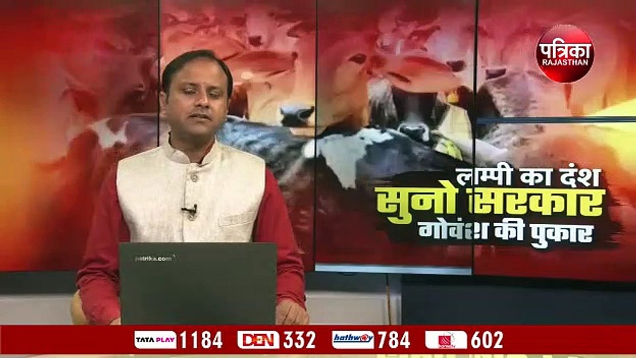 सड़क पर 'लंपी', तड़प रहा गोवंश, डेयरी संचालकों ने सड़कों पर छोड़ी गायें