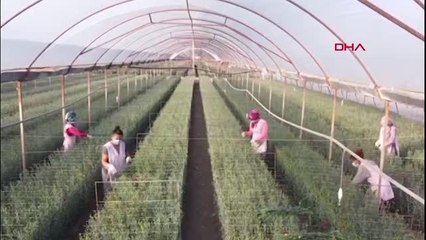 KRALİÇE ELİZABETH'İN CENAZESİ İÇİN TÜRKİYE'DEN 13 TON ÇİÇEK YOLA ÇIKTI