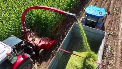 Silajlık mısır hasadı yapıldı
