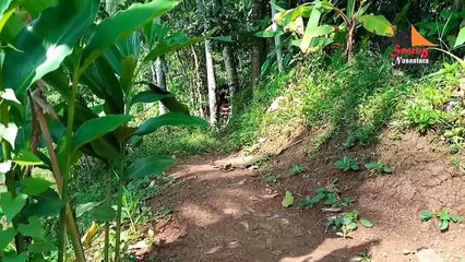 Proses Pengambilan Air Nira Dan Manfaat Kesehatan Bagi Tubuh